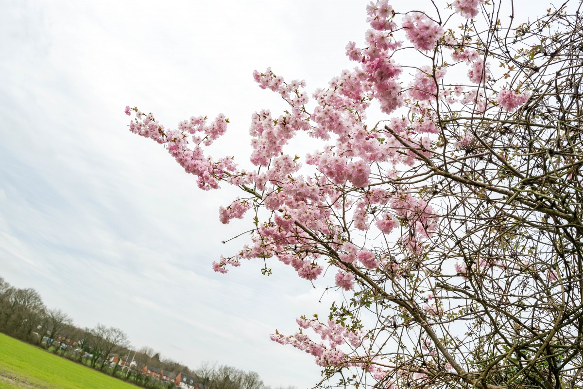 Images for Churchfield, Shevington, Wigan